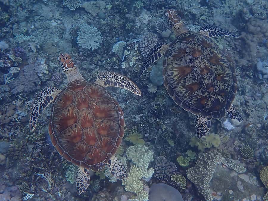 Port Douglas: Outer Great Barrier Reef Snorkeling Cruise - Is $210 a fair price?