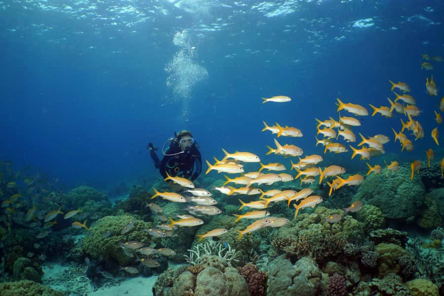 Port Douglas: Poseidon Outer Barrier Reef Dive and Snorkel - FAQ