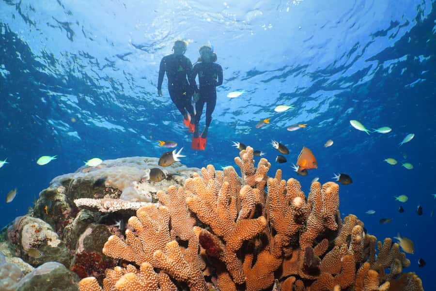 Port Douglas: Silversonic Great Barrier Reef Dive & Snorkel - Why Agincourt Reef is worth the long ride