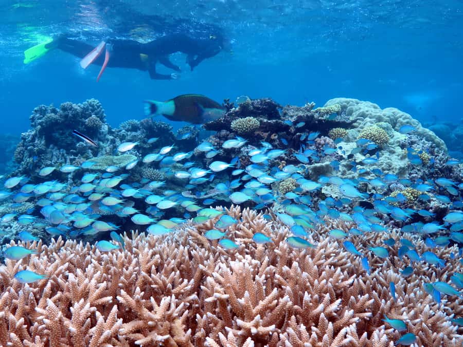 Port Douglas: Silversonic Great Barrier Reef Dive & Snorkel - Three reef stops, each with a different purpose