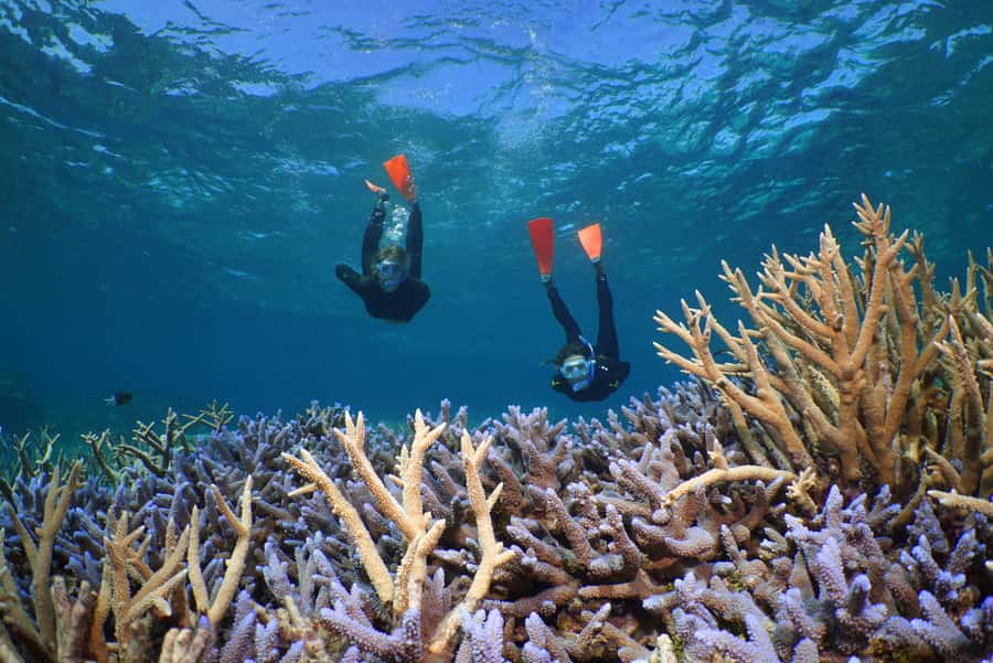 Port Douglas: Silversonic Great Barrier Reef Dive & Snorkel - Snorkeling equipment and water access