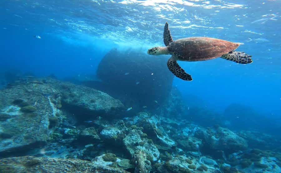 Praslin: Curieuse & St-Pierre Boat Adventure with Snorkeling - St. Pierre Marine Park and the snorkeling reality