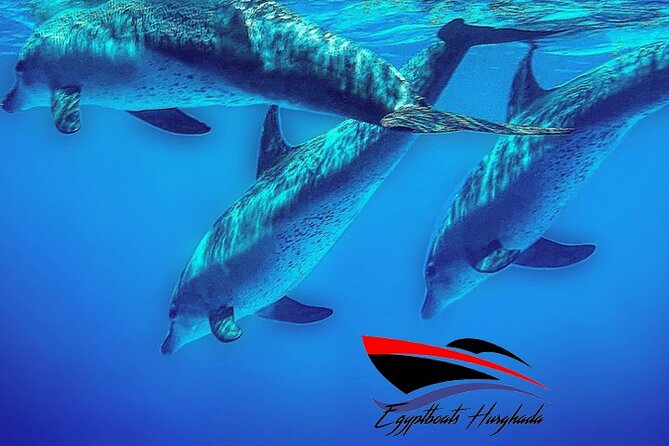 PRIVATE! | 4-hour Speed Boat Trip | Swim With Dolphins, Snorkeling & Island - Searching for dolphins in open Red Sea water