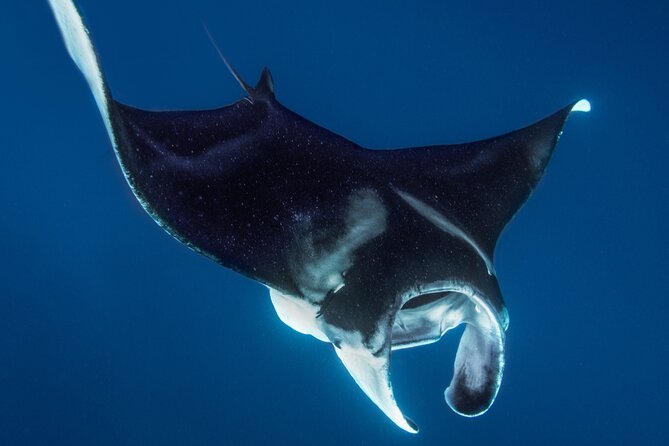 Private Big Island Snorkeling - What you may see below the surface