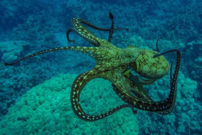 Private Big Island Snorkeling - Captain G and the local stories