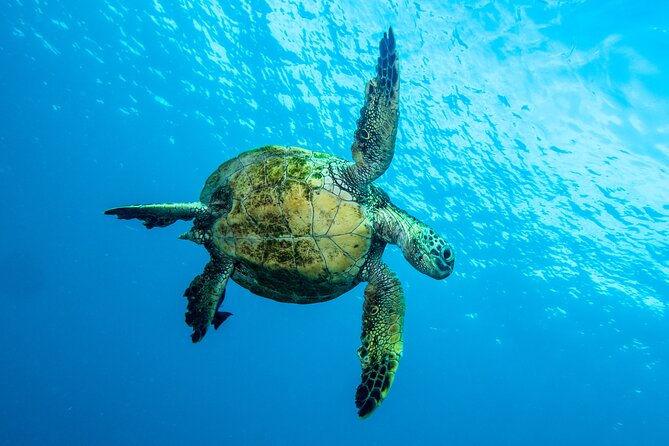 Private Big Island Snorkeling - Who will enjoy this trip most