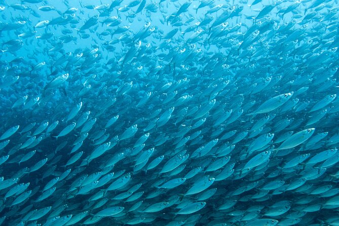 Private Big Island Snorkeling - Timing, weather, and reliability