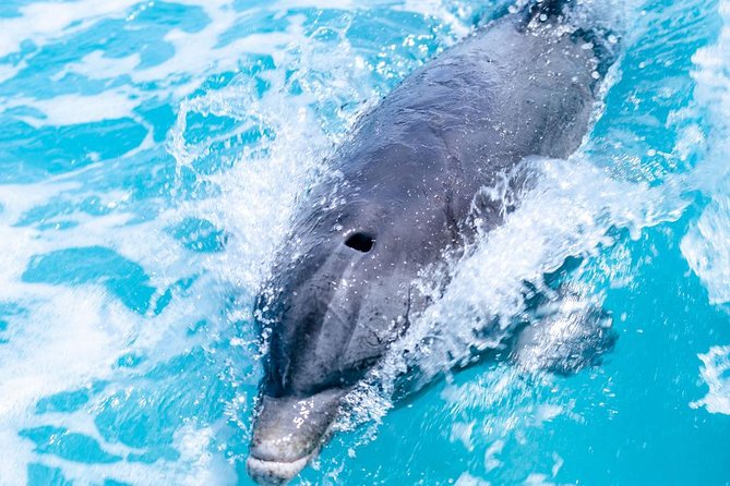 Private Boat Tours to outer islands, snacks drinks- snorkel- cruise! - What $1,700 means for your group