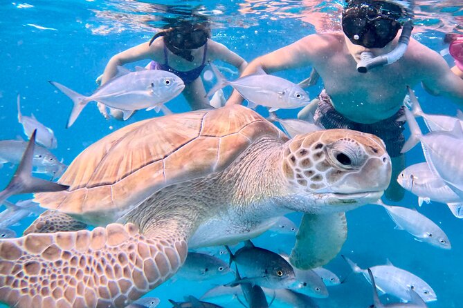 Private catamaran sail & snorkel - A private alternative to Barbados party boats