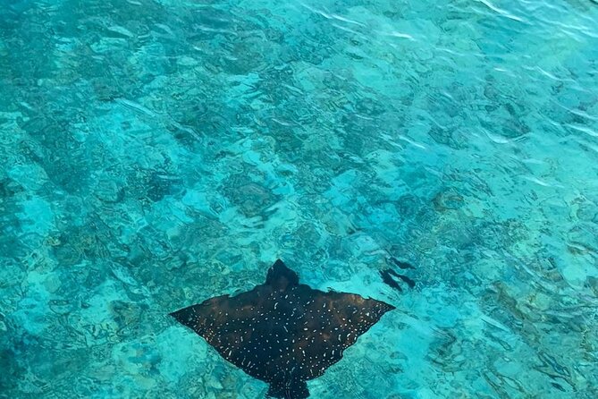 Private Dolphin Tour and Snorkeling at Mnemba Island reef - The sandbank near Mnemba