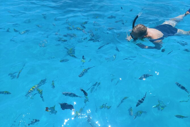 Private Dolphin Tour and Snorkeling at Mnemba Island reef - Private service, guides, and communication
