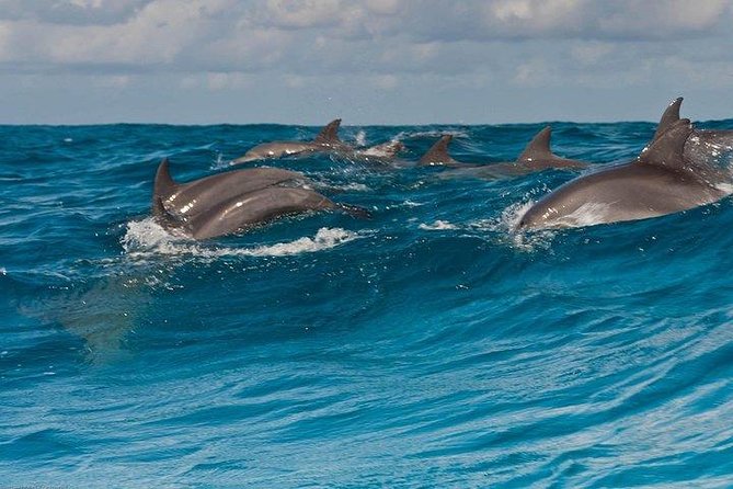 Private Dolphin Tour and Snorkeling at Mnemba Island reef - Watching dolphins in the open sea