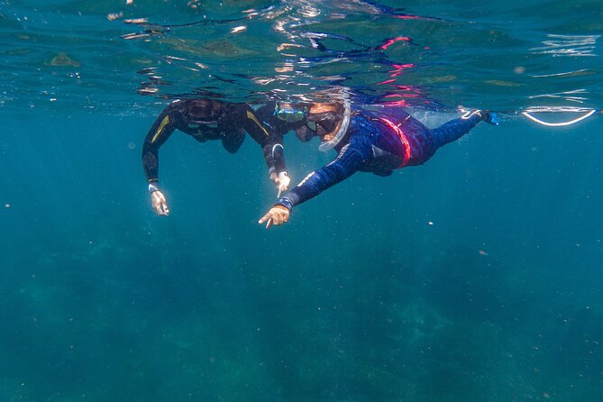 Private Guided Snorkeling in Cabo San Lucas - Starting at Plaza Nautica in the Cabo marina