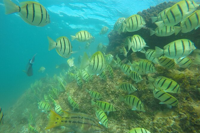 Private Guided Snorkeling in Cabo San Lucas - El Arco: a short stop with a big photo payoff