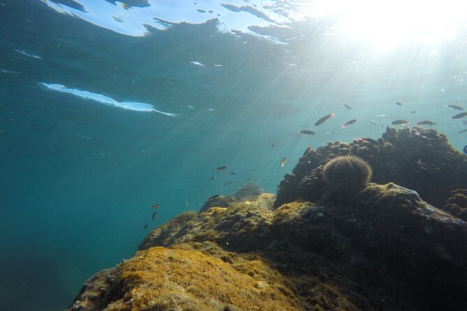 Private Guided Snorkeling in Cabo San Lucas - Underwater photos without carrying your phone