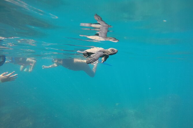 Private Guided Snorkeling in Cabo San Lucas - What is included, and what you still need to plan