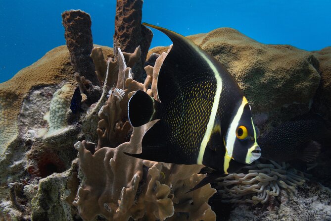 Private Half day REVOLVE Boat & Snorkeling tour in Bonaire - Robert and Elora’s hands-on approach