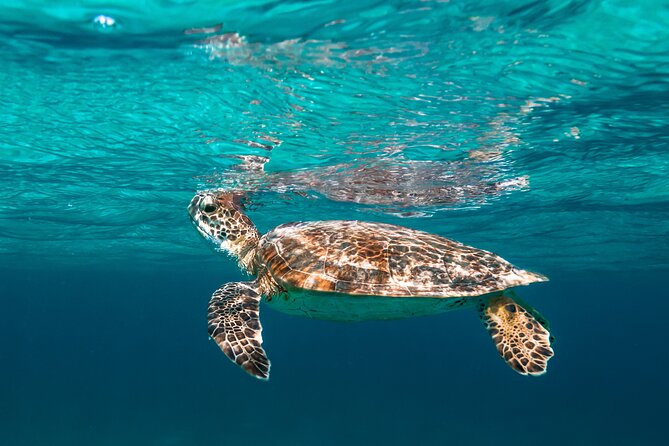 Private Half day REVOLVE Boat & Snorkeling tour in Bonaire - Why the REVOLVE boat matters