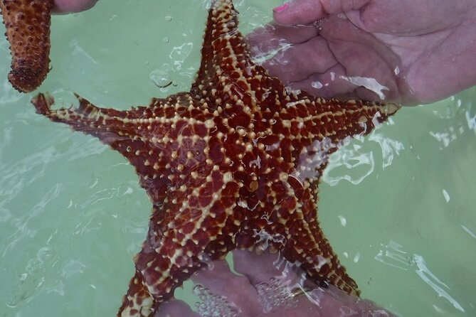 Private Half Day Stingray City, Snorkeling and Starfish Beach Tour - Coral Gardens in 8 to 10 feet of water