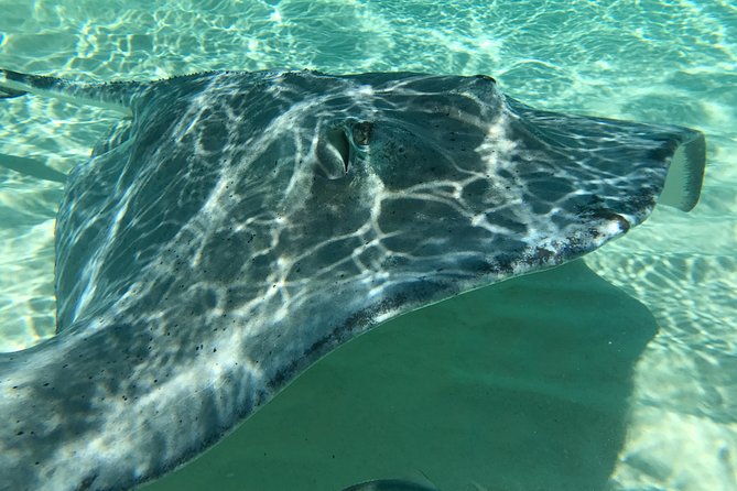 Private Half Day Stingray City, Snorkeling and Starfish Beach Tour - Why the private boat changes the day