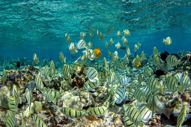 Private Kealakekua Bay Captain Cook Snorkeling - Key points at a glance