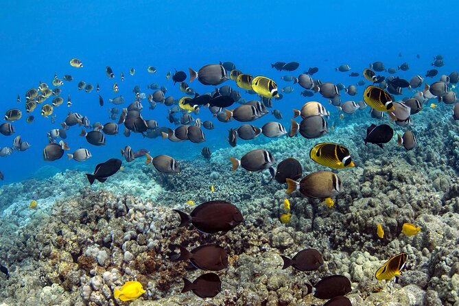 Private Kealakekua Bay Captain Cook Snorkeling - Captain Brian and Natsuko set the tone