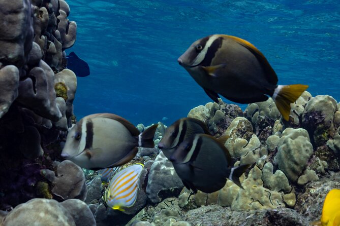 Private Kealakekua Bay Snorkel and Dolphin Watch - Why Kealakekua Bay makes this four-hour trip worthwhile