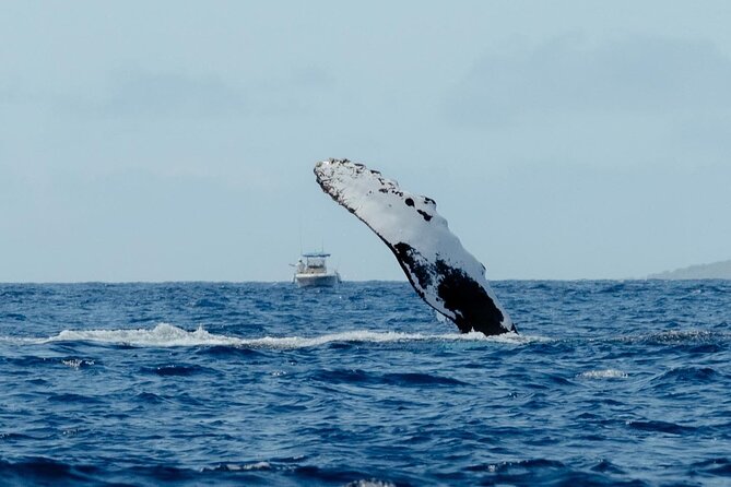 Private Kealakekua Bay Snorkel and Dolphin Watch - Family appeal, from young children to grandparents