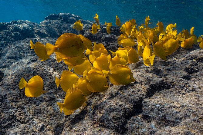 Private Kealakekua Bay Snorkel and Dolphin Watch - The price: expensive for two, sensible for a full group
