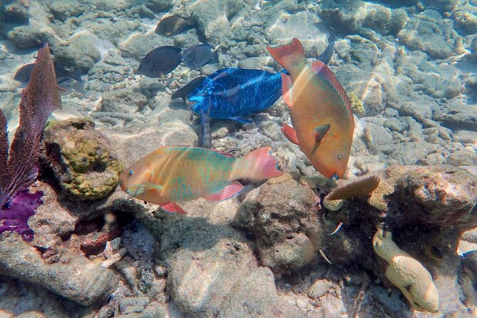 Private Looe Key Snorkel from Big Pine Key - How the $575 price works for a small group