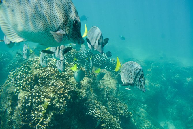 Private Los Cabos snorkeling tour to Chileno bay and Santa Maria cove - Weather and cancellation details
