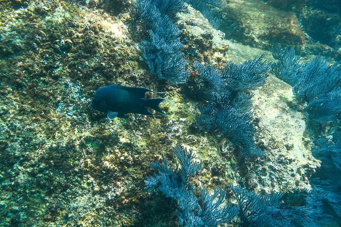 Private Los Cabos snorkeling tour to Chileno bay and Santa Maria cove - Santa Maria Beach: pink-toned sand and friendly reef fish