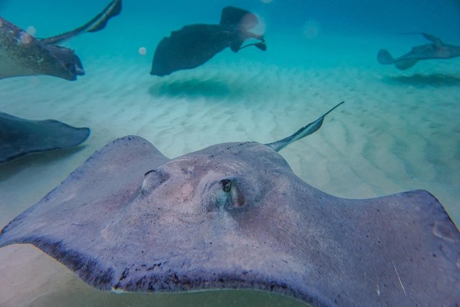 Private, luxury, custom charters to Stingray City, Snorkeling & More - Who gets the best value at $609.95?