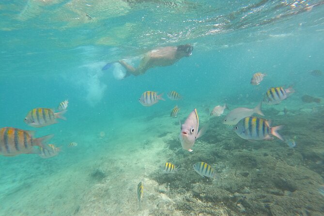 Private MUSA Snorkeling Experience at Isla Mujeres and Cancun - What to expect at MUSA