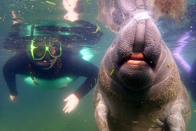 Private 'OG' Manatee Snorkel Tour with Guide for up to 10 people - Key details to know before booking