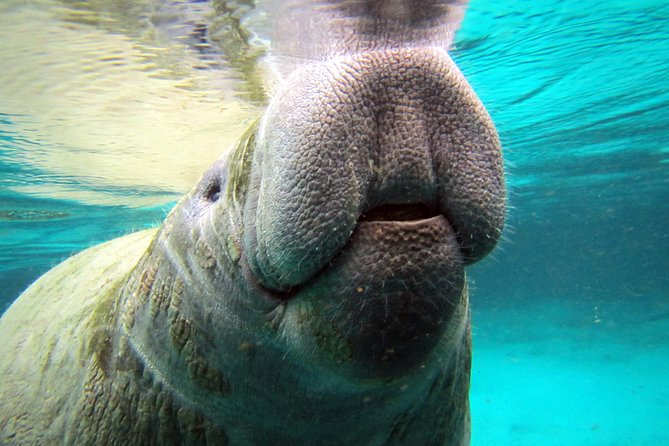 Private 'OG' Manatee Snorkel Tour with Guide for up to 10 people - Finding manatees in Crystal River