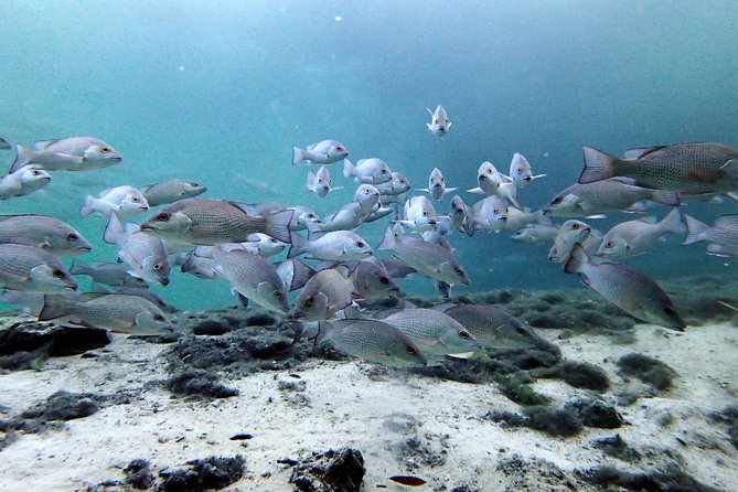 Private 'OG' Manatee Snorkel Tour with Guide for up to 10 people - How the three-hour schedule works