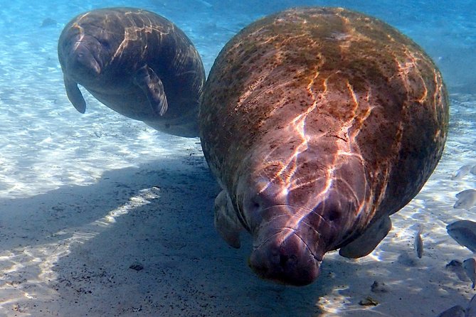 Private 'OG' Manatee Snorkel Tour with Guide for up to 10 people - A private boat changes the feel of the outing