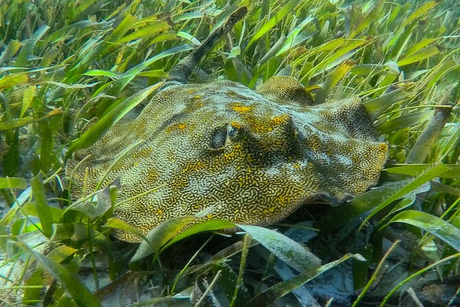 Private (only you) Reef Snorkeling in Puerto Morelos 2x40 minutes - A private ride from Cancun, Tulum, or your hotel