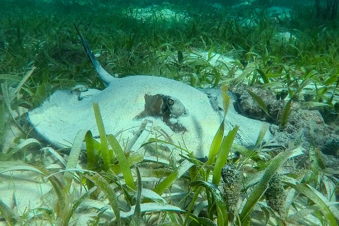 Private (only you) Reef Snorkeling in Puerto Morelos 2x40 minutes - What you might see beneath the surface