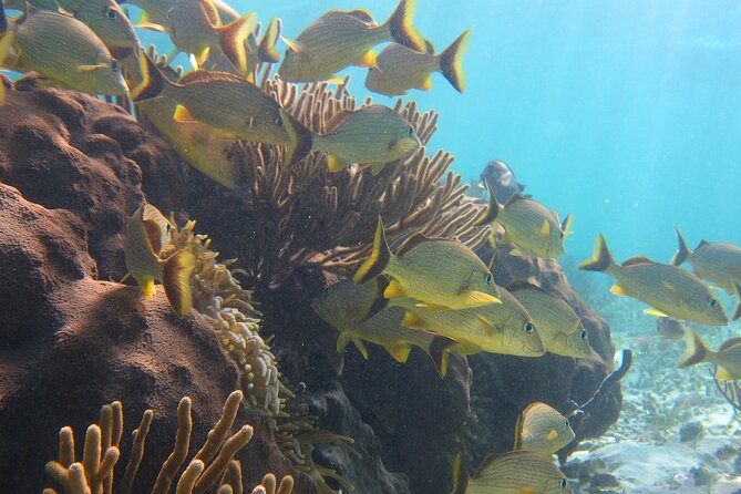 Private (only you) Reef Snorkeling in Puerto Morelos 2x40 minutes - Guides make the difference
