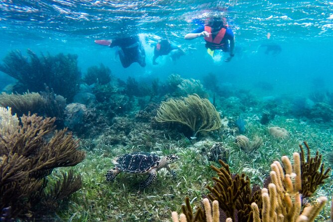 Private (only you) Reef Snorkeling in Puerto Morelos 2x40 minutes - Two 40-minute sessions at the Puerto Morelos reef
