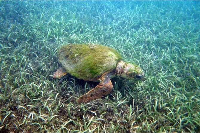 Private Snorkeling and Sightseeing Tour of Antigua - Galleon Beach and the shore snorkeling