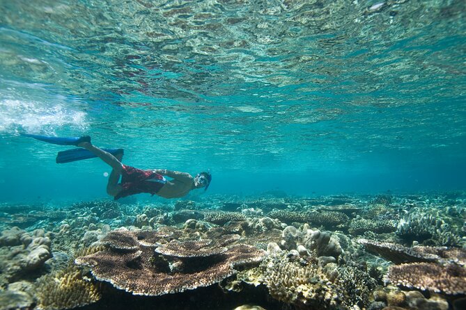 Private Snorkeling Experience in Aqaba Red Sea - What You May See Beneath Aqaba