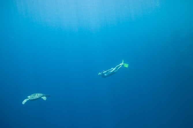 Private Snorkeling Experience in Aqaba Red Sea - Guidance from the Aqaba Sea Horse Team