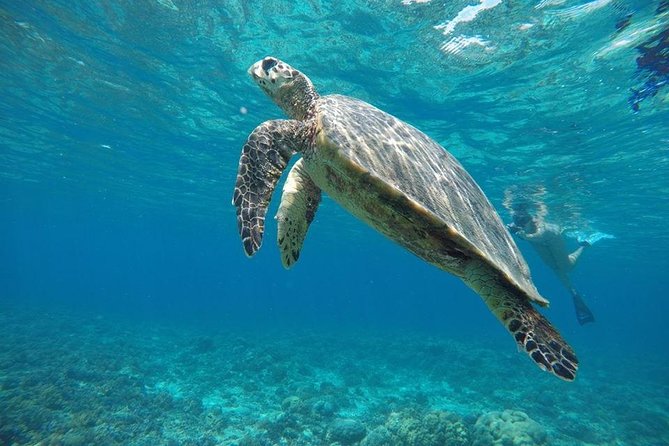Private Snorkeling Gili Island (Coral, Statue and Turtle) - Why the underwater statues make this trip different