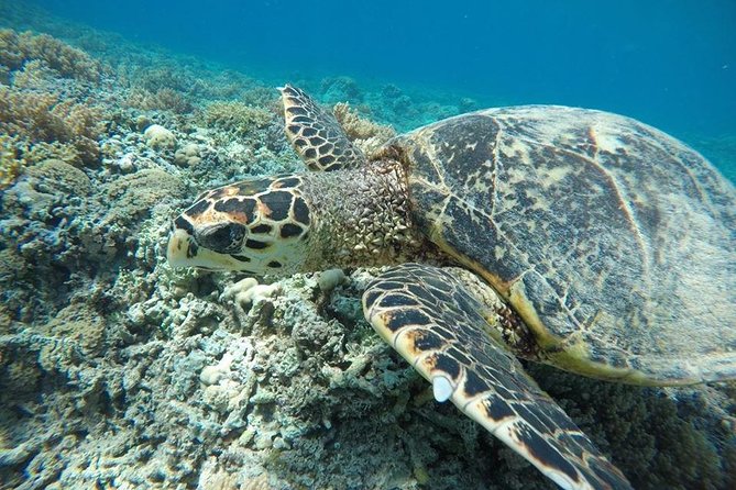 Private Snorkeling Gili Island (Coral, Statue and Turtle) - Turtle Point and the chance to swim beside turtles