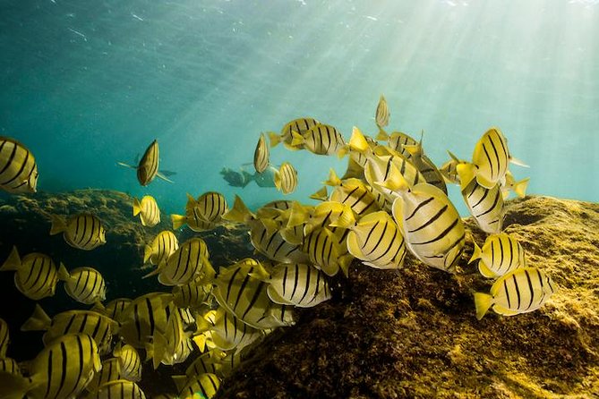 Private Snorkeling Tour in Cabo San Lucas - Why the private format matters in Cabo San Lucas