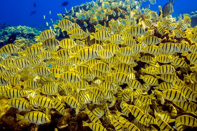 Private Snorkeling Tour in Cabo San Lucas - What you may see beneath the surface