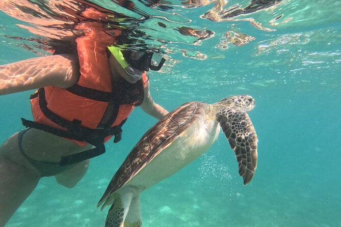 Private Snorkeling with Sea Turtles in Akumal Beach - Why Akumal’s turtle swim is worth considering